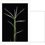 Pleioblastus chino (shino bamboo) - shoot by Anonymous