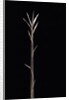 Pleioblastus chino f. legantissimus (bamboo) - shoot by Anonymous