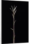 Pleioblastus chino f. legantissimus (bamboo) - shoot by Anonymous