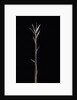 Pleioblastus chino f. legantissimus (bamboo) - shoot by Anonymous
