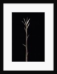 Pleioblastus chino f. legantissimus (bamboo) - shoot by Anonymous