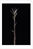 Pleioblastus chino f. legantissimus (bamboo) - shoot by Anonymous