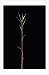 Pleioblastus chino f. legantissimus (bamboo) - shoot by Anonymous