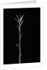 Pleioblastus chino f. legantissimus (bamboo) - shoot by Anonymous