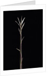 Pleioblastus chino f. legantissimus (bamboo) - shoot by Anonymous