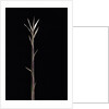 Pleioblastus chino f. legantissimus (bamboo) - shoot by Anonymous