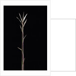 Pleioblastus chino f. legantissimus (bamboo) - shoot by Anonymous
