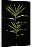 Pleioblastus distichus (dwarf fernleaf bamboo) by Anonymous