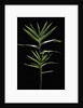 Pleioblastus distichus (dwarf fernleaf bamboo) by Anonymous
