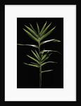 Pleioblastus distichus (dwarf fernleaf bamboo) by Anonymous