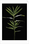 Pleioblastus distichus (dwarf fernleaf bamboo) by Anonymous