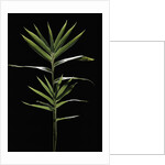 Pleioblastus distichus (dwarf fernleaf bamboo) by Anonymous