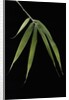 Pleioblastus hindsii (Hinds' cane-bamboo) - leaf by Anonymous