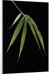 Pleioblastus hindsii (Hinds' cane-bamboo) - leaf by Anonymous