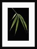 Pleioblastus hindsii (Hinds' cane-bamboo) - leaf by Anonymous