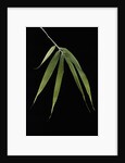 Pleioblastus hindsii (Hinds' cane-bamboo) - leaf by Anonymous
