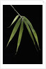 Pleioblastus hindsii (Hinds' cane-bamboo) - leaf by Anonymous
