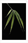 Pleioblastus hindsii (Hinds' cane-bamboo) - leaf by Anonymous