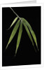 Pleioblastus hindsii (Hinds' cane-bamboo) - leaf by Anonymous