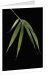 Pleioblastus hindsii (Hinds' cane-bamboo) - leaf by Anonymous