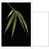 Pleioblastus hindsii (Hinds' cane-bamboo) - leaf by Anonymous