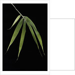 Pleioblastus hindsii (Hinds' cane-bamboo) - leaf by Anonymous