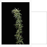 Pleioblastus shibuyanus 'Tsuboi' (tsuboi bamboo) by Anonymous