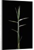Pleioblastus gramineus (grass bamboo) - shoot by Anonymous