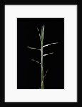 Pleioblastus gramineus (grass bamboo) - shoot by Anonymous