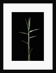 Pleioblastus gramineus (grass bamboo) - shoot by Corbis