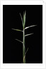 Pleioblastus gramineus (grass bamboo) - shoot by Anonymous