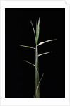 Pleioblastus gramineus (grass bamboo) - shoot by Corbis