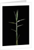 Pleioblastus gramineus (grass bamboo) - shoot by Anonymous
