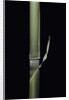 Pleioblastus hindsii (Hinds' cane-bamboo) - young culm by Anonymous