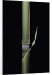 Pleioblastus hindsii (Hinds' cane-bamboo) - young culm by Anonymous