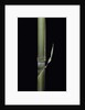 Pleioblastus hindsii (Hinds' cane-bamboo) - young culm by Anonymous