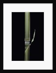 Pleioblastus hindsii (Hinds' cane-bamboo) - young culm by Anonymous