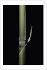 Pleioblastus hindsii (Hinds' cane-bamboo) - young culm by Anonymous