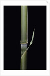 Pleioblastus hindsii (Hinds' cane-bamboo) - young culm by Anonymous