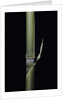 Pleioblastus hindsii (Hinds' cane-bamboo) - young culm by Anonymous