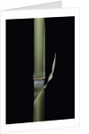 Pleioblastus hindsii (Hinds' cane-bamboo) - young culm by Anonymous