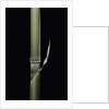 Pleioblastus hindsii (Hinds' cane-bamboo) - young culm by Anonymous
