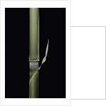 Pleioblastus hindsii (Hinds' cane-bamboo) - young culm by Anonymous