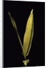 Pleioblastus viridistriatus 'Variegata' (dwarf greenstripe bamboo) - leaf by Anonymous