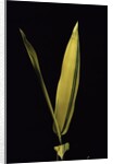 Pleioblastus viridistriatus 'Variegata' (dwarf greenstripe bamboo) - leaf by Anonymous