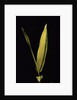 Pleioblastus viridistriatus 'Variegata' (dwarf greenstripe bamboo) - leaf by Anonymous