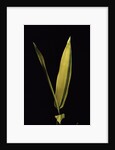 Pleioblastus viridistriatus 'Variegata' (dwarf greenstripe bamboo) - leaf by Anonymous