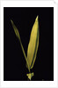 Pleioblastus viridistriatus 'Variegata' (dwarf greenstripe bamboo) - leaf by Anonymous