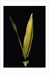 Pleioblastus viridistriatus 'Variegata' (dwarf greenstripe bamboo) - leaf by Anonymous