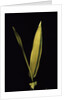 Pleioblastus viridistriatus 'Variegata' (dwarf greenstripe bamboo) - leaf by Anonymous